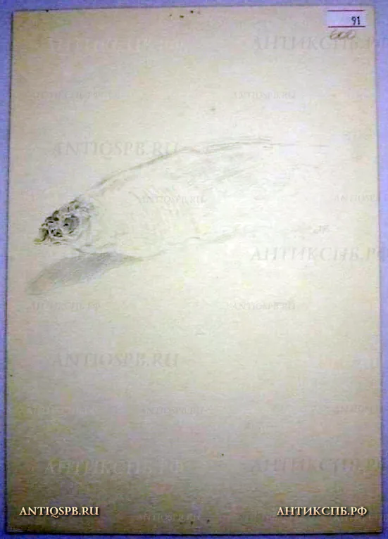 Рисунок "Яблоки". Бумага, карандаш. Художник: Поляков Александр Иванович. СССР. Сер. ХХ века. №1289